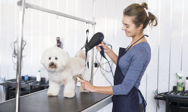 Paws and Perfection: Unveiling the Lap of Luxury in Pet Grooming and Pampering Trends of 2023