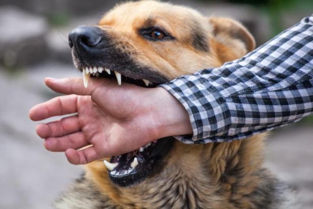What to Do If Your Dog Bites Someone: A Guide for Responsible Pet Ownership